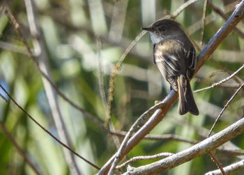 Close-up of bird perching on bare tree