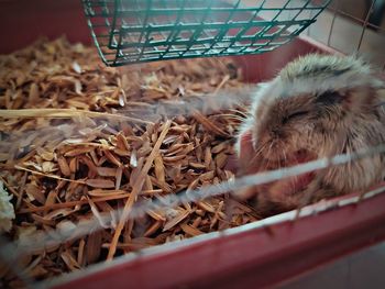 The sleeping hamster