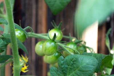 Close-up of plant growing outdoors