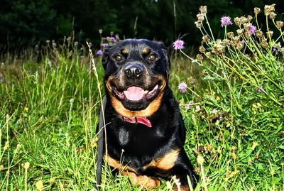 Portrait of black dog