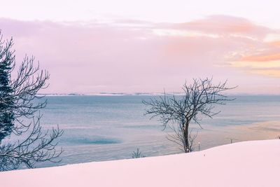 Bare tree against sky during winter