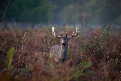 Portrait of deer standing on land