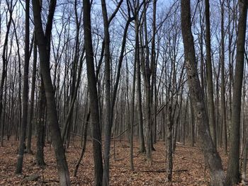 Bare trees in forest