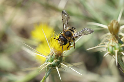 Close up of a  female white sectioned leafcutter bee, megachile albisecta on yellow centaurea