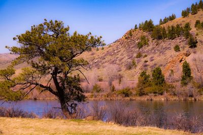 Tree by lake against sky