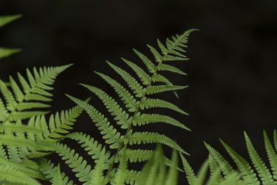 Plant growing in a row