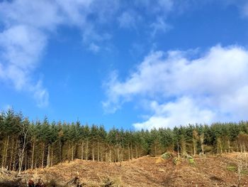 Trees on field against sky