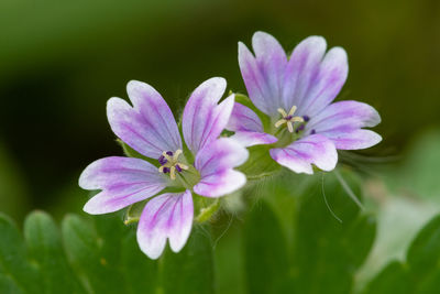 Close-up of pink flowering plant