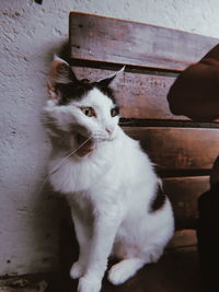 White cat sitting on floor