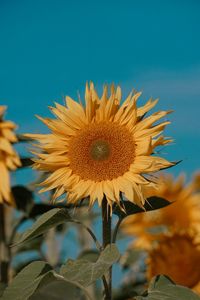 Close-up of sunflower