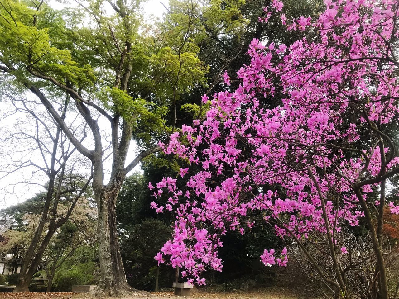 LOW ANGLE VIEW OF PINK FLOWER TREE