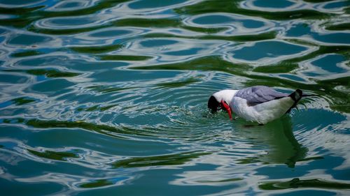 Bird in water