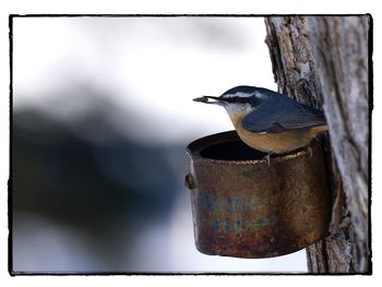 Close-up of bird perching on feeder