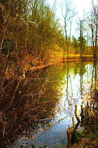 Reflection of trees in lake against sky
