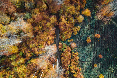 Full frame shot of autumn trees in forest