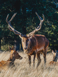 Deer in a field