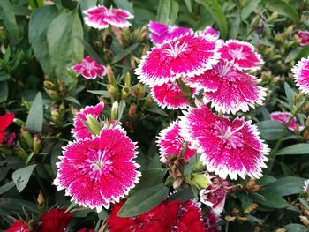 Close-up of pink flowering plants in park