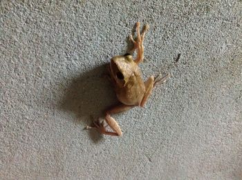 High angle view of a dog on floor