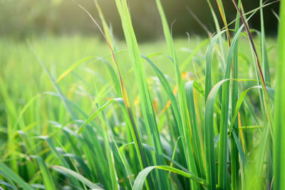 Close-up of grass growing on field