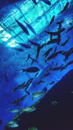 Close-up of fish in aquarium