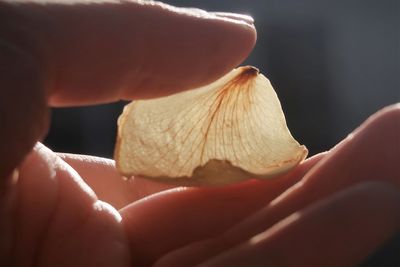 Holding a rose petal