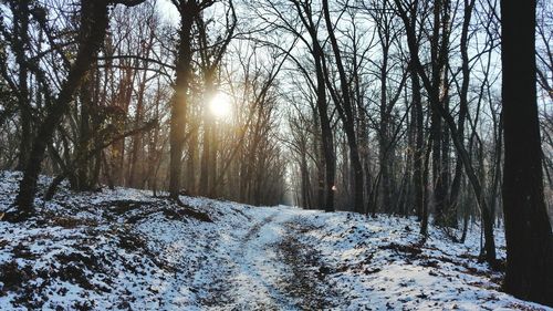 Trees on snow covered landscape