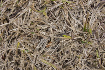 High angle view of dry leaves on field