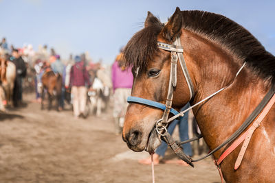 Close-up of horse against clear sky