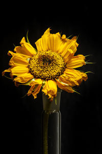 Close-up of yellow flower against black background