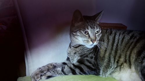 Close-up of a cat resting on bed