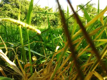 Close-up of grass growing on field