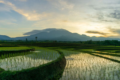 Sunrise view on mountains and rice fields in indonesia