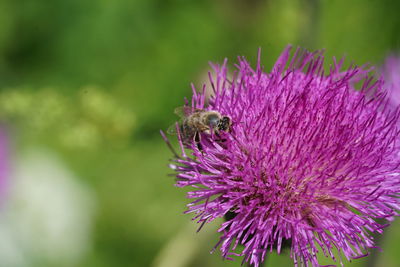 Close-up of bee pollinating on pink flower