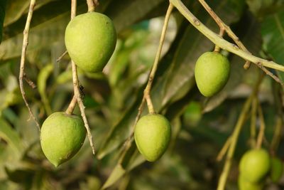 Close-up of fruits hanging on tree