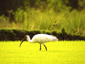 Side view of a bird on field