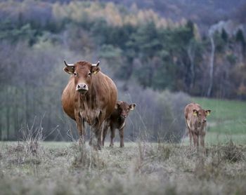 Farm animals  standing in a field