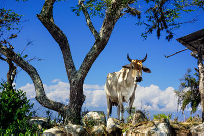 Low angle view of giraffe on tree against sky