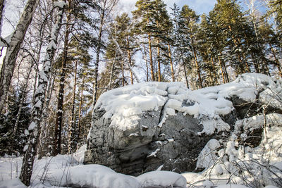 Snow covered trees in forest