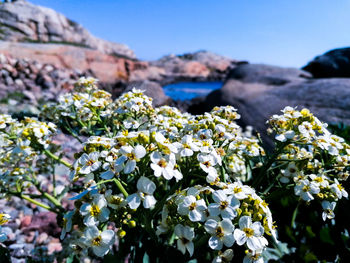 Close-up of white flowering plant