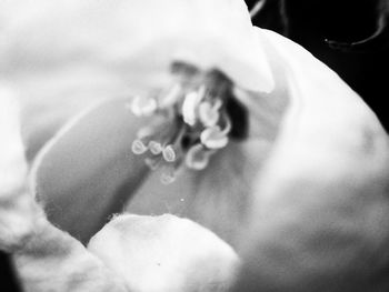 Close-up of flowers