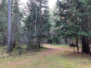 Trees in forest