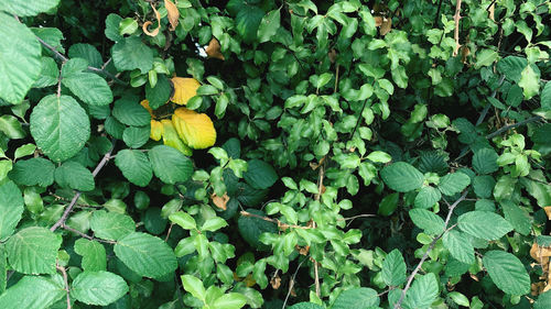 High angle view of fruits growing on field