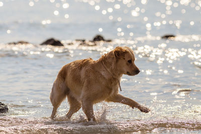 Dog playing in sea