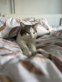 pet