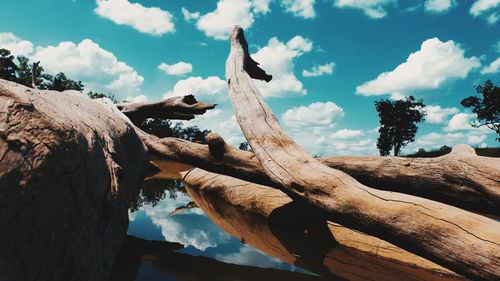 Low angle view of driftwood on tree against sky