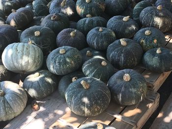 Heap of green pumpkins outdoors