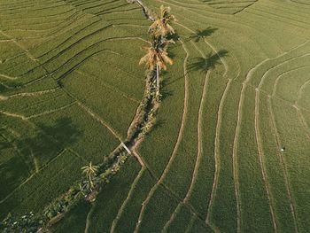 High angle view of corn field