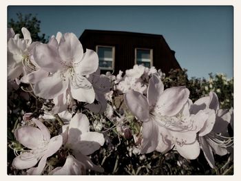 Close-up of white flowers blooming outdoors