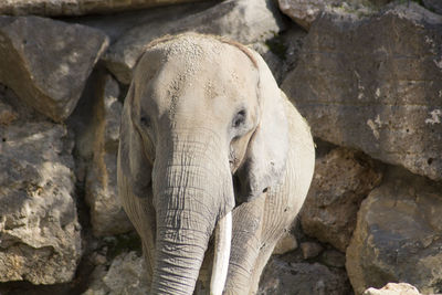 Close-up of elephant in zoo