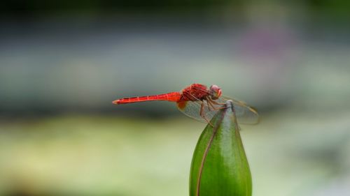 Close-up of insect on plant